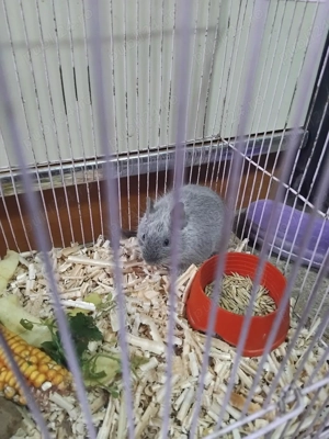 Veverita degu blue urgent - imagine 3