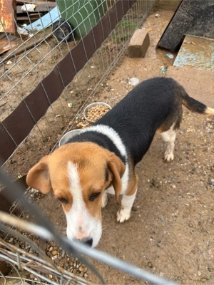 Vand catel beagle  - imagine 2