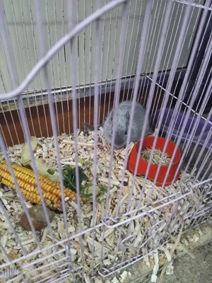 Veverita degu blue urgent - imagine 5