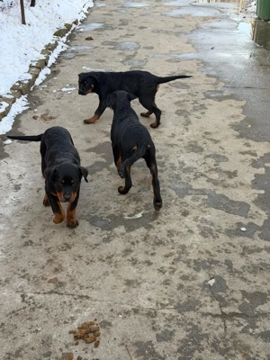 vand pui de rottweiler  - imagine 2