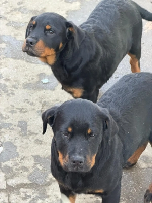 vand pui de rottweiler 