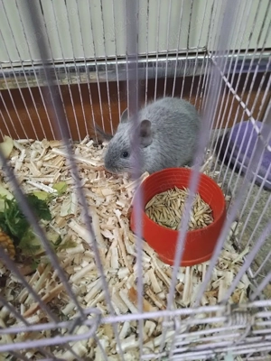 Veverita degu blue urgent - imagine 4