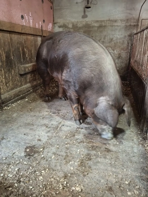 Vand scroafa Durok  - imagine 6