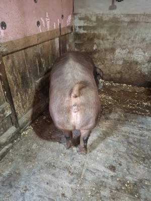 Vand scroafa Durok  - imagine 4