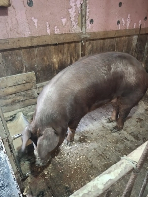 Vand scroafa Durok  - imagine 7