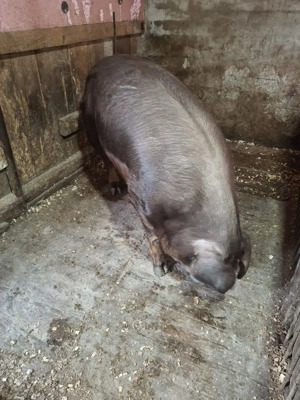 Vand scroafa Durok  - imagine 8