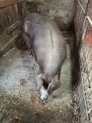 Vand scroafa Durok  - imagine 5