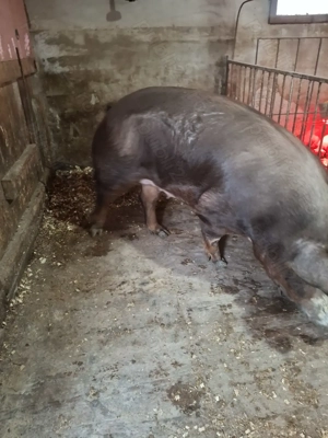 Vand scroafa Durok  - imagine 3