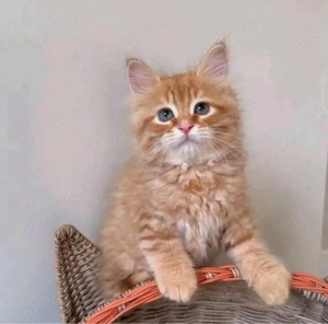 siberiana de padure  - imagine 2