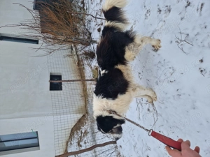 Vând câine Ciobănesc de Bucovina  - imagine 2