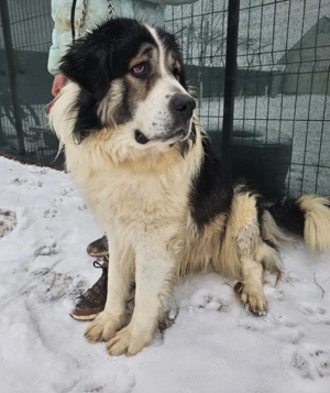 Vând câine Ciobănesc de Bucovina  - imagine 4