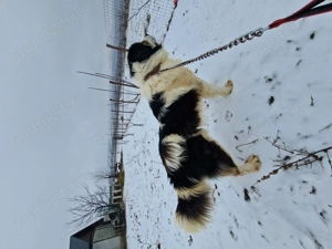 Vând câine Ciobănesc de Bucovina  - imagine 3