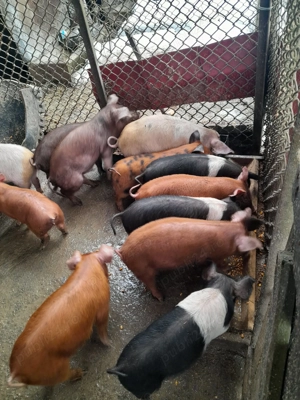 Vând purcei de 8 săptămâni și de 12 săptămâni  - imagine 4