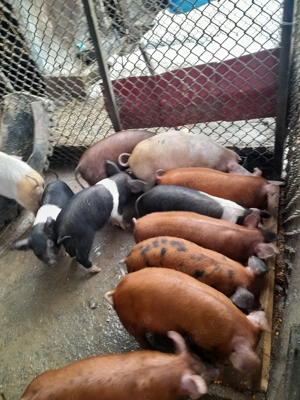 Vând purcei de 8 săptămâni și de 12 săptămâni  - imagine 3