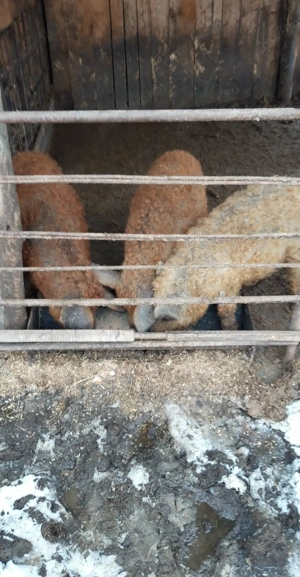 Purcei mangalita . Detalii la telefon - imagine 3