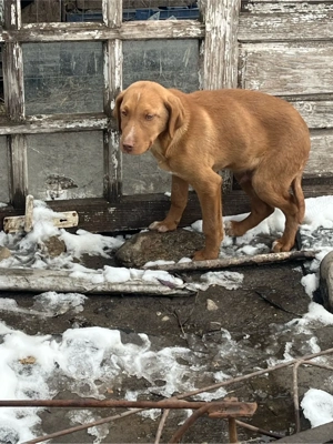 Donez mascul - imagine 2