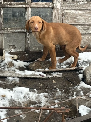 Donez mascul - imagine 3