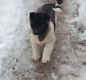 Akita american 