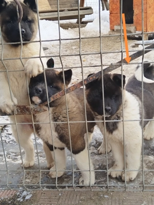 Akita american  - imagine 4