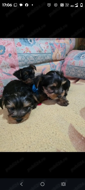 Pui Yorkshire terier - imagine 2