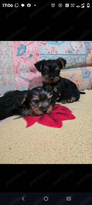 Pui Yorkshire terier