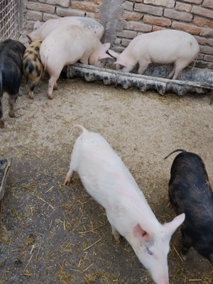 porci de vanzare - imagine 5