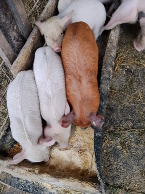 porci de vanzare - imagine 4