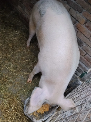 porci de vanzare - imagine 3