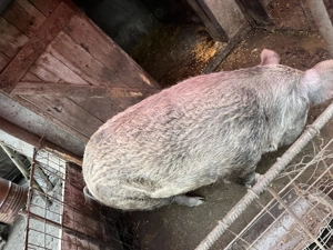 Porc de vânzare 