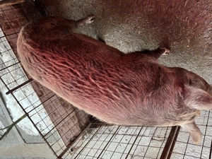 Porc de vânzare  - imagine 3