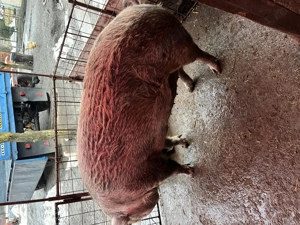 Porc de vânzare  - imagine 2