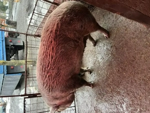 Porc de vânzare  - imagine 4