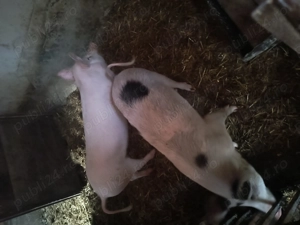 De vânzare soldani! - imagine 2