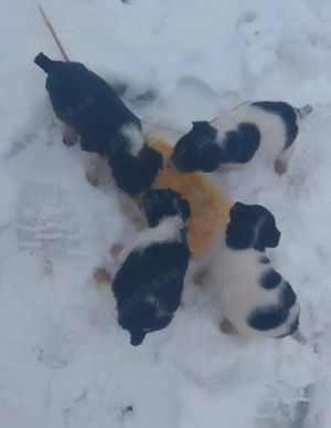 disponibilii puii de foxterieri 