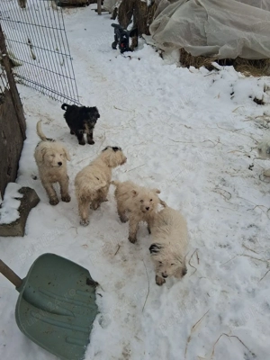 Vand cățeii  - imagine 2