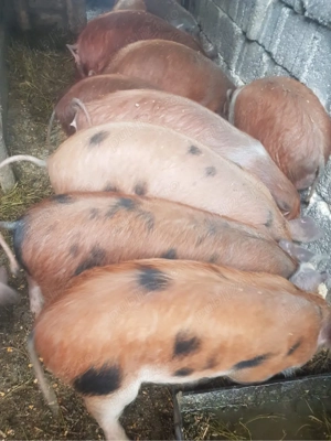 11bucati maninca foarte bine 550lei negociabil - imagine 2