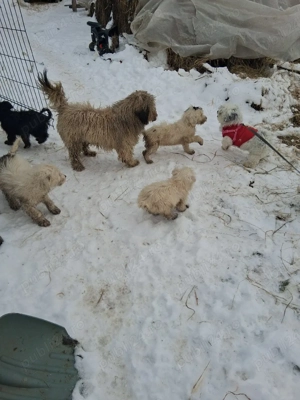 Vand cățeii  - imagine 3