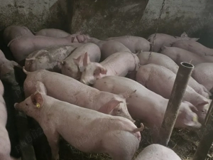 vând 30 soldani rasa de calitate de carne 40-45 kg mascul castrați femele disponibile  - imagine 3