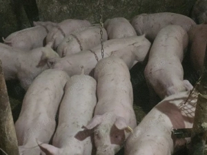 vând 30 soldani rasa de calitate de carne 40-45 kg mascul castrați femele disponibile 