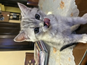 Pui pisică british shorthair  - imagine 3