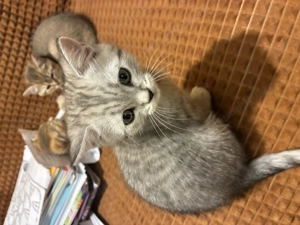 Pui pisică british shorthair  - imagine 2