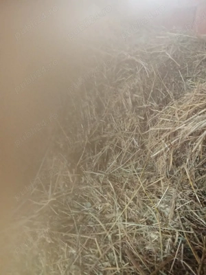 Vând baloți de lucernă 