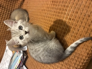 Pui pisică british shorthair 