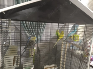 Vând peruși  - imagine 2