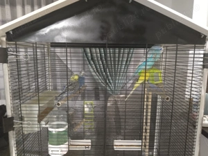 Vând peruși  - imagine 3