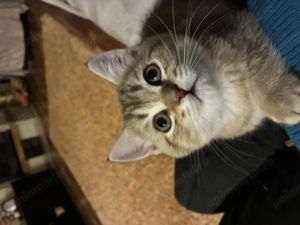 Pui pisică british chinchilla golden - imagine 3