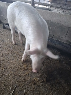 de vânzare mascul 85..90 kg rasă marele alb ofer transport la nevoie  - imagine 2