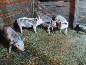 Purcei de vânzare  - imagine 2