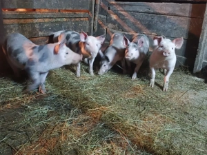 Purcei de vânzare  - imagine 3