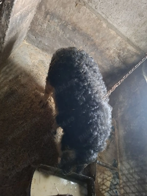 Vând porc Mangalița  90-110 kg - imagine 3